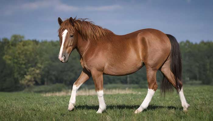 Welche Ausrüstung braucht ein Kind wenn es auf einem Welshpony reiten möchte